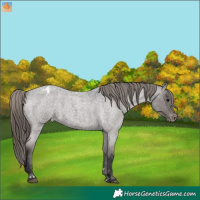Horse Color:Smoky Blue Roan Appaloosa