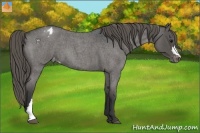 Horse Color:Smoky Blue Roan Appaloosa 