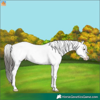 Horse Color:Liver Chestnut Appaloosa