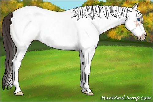 Horse Color:White Spotted Amber Champagne Frame 