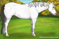 Horse Color:White Spotted Amber Champagne Frame 