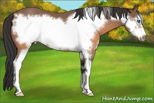 Horse Color:Buckskin Sabino Frame 
