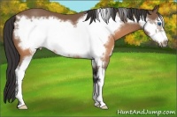 Horse Color:Buckskin Sabino Frame 
