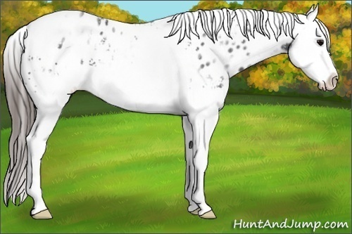 Horse Color:White Spotted Black Ice Splash Appaloosa 