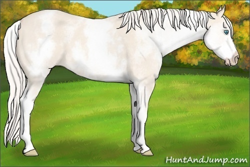 Horse Color:White Spotted Cremello