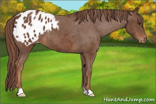 Horse Color:Chestnut Appaloosa 