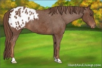 Horse Color:Chestnut Appaloosa 