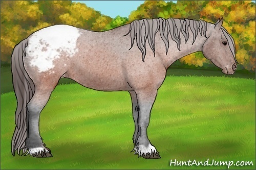 Horse Color:Brown Appaloosa 