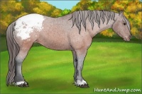 Horse Color:Brown Appaloosa 