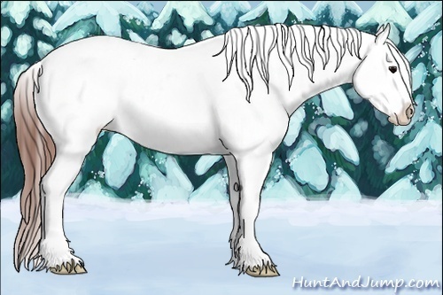 Horse Color:Brown Frame Appaloosa 