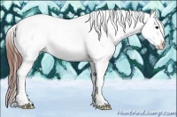 Horse Color:Brown Frame Appaloosa 