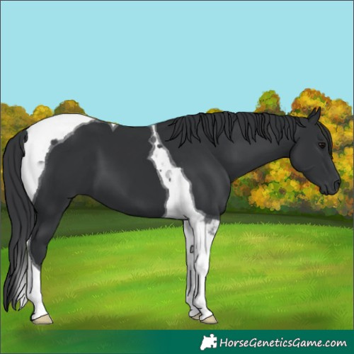 Horse Color:Black Tobiano 