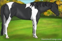 Horse Color:Black Tobiano 
