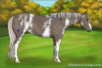 Horse Color:White Spotted Silver Black 