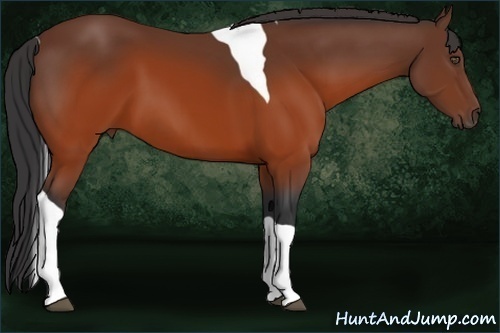 Horse Color:Brown Tobiano
