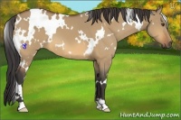 Horse Color:White Spotted Buckskin Dun 