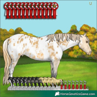 Horse Color:White Spotted Buckskin Dun Appaloosa 