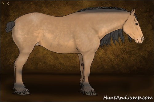 Horse Color:Buckskin Appaloosa