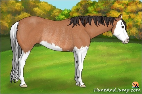 Horse Color:Bay Roan Splash Rabicano 