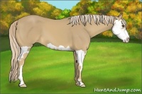 Horse Color:Palomino Splash Frame