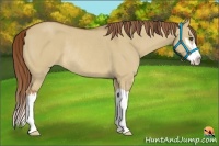 Horse Color:Red Dun Splash Frame Rabicano