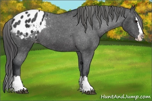 Horse Color:Black Sabino Splash Appaloosa Rabicano