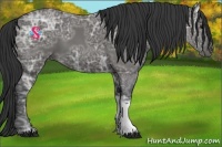 Horse Color:Black Ice 