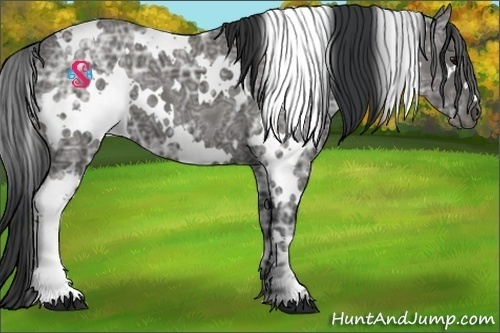 Horse Color:White Spotted Black Ice