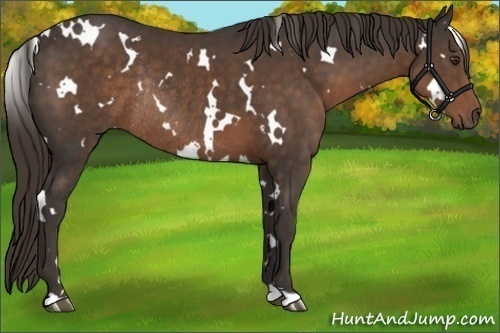 Horse Color:White Spotted Liver Chestnut Rabicano 