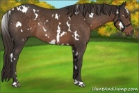 Horse Color:White Spotted Liver Chestnut Rabicano 