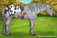 Horse Color:Brown Appaloosa Rabicano