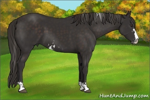 Horse Color:Liver Chestnut Sabino 