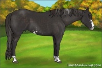 Horse Color:Liver Chestnut Sabino 