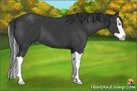 Horse Color:Black Splash 