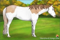Horse Color:Bay Pearl Splash 