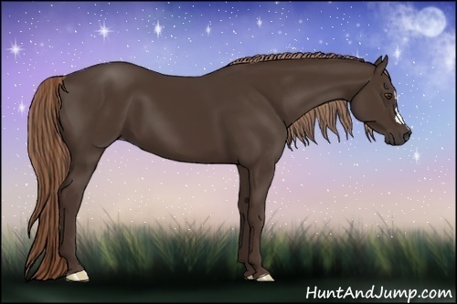 Horse Color:Liver Chestnut