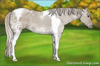 Horse Color:Silver Grullo Ice Tobiano