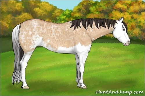 Horse Color:Bay Ice Dun Sabino Splash 