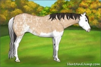 Horse Color:Bay Ice Dun Sabino Splash