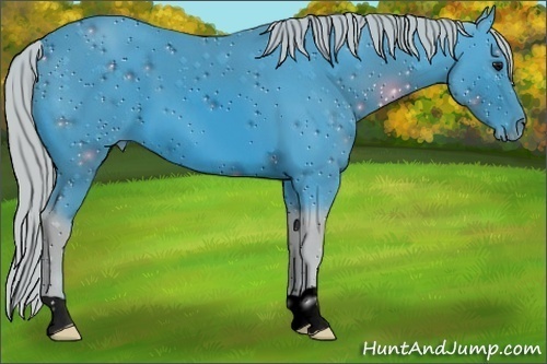 Horse Color:ERROR: UNKNOWN ANOMALY