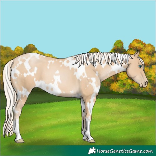 Horse Color:White Spotted Palomino Pearl 