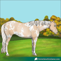 Horse Color:White Spotted Palomino Pearl