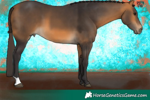 Horse Color:Buckskin 
