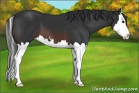 Horse Color:Brown Sabino Splash