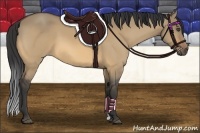 Horse Color:Buckskin Dun