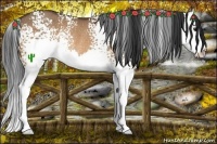 Horse Color:White Spotted Bay Dun Splash Rabicano