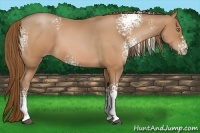 Horse Color:White Spotted Bay Pearl 