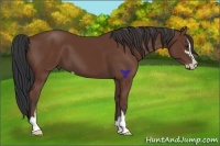 Horse Color:Bay Sabino 