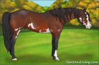 Horse Color:Bay Splash Frame 