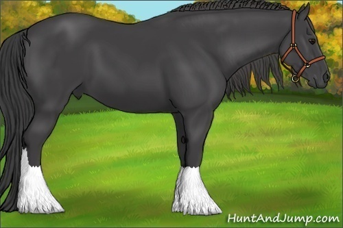 Horse Color:Smoky Black